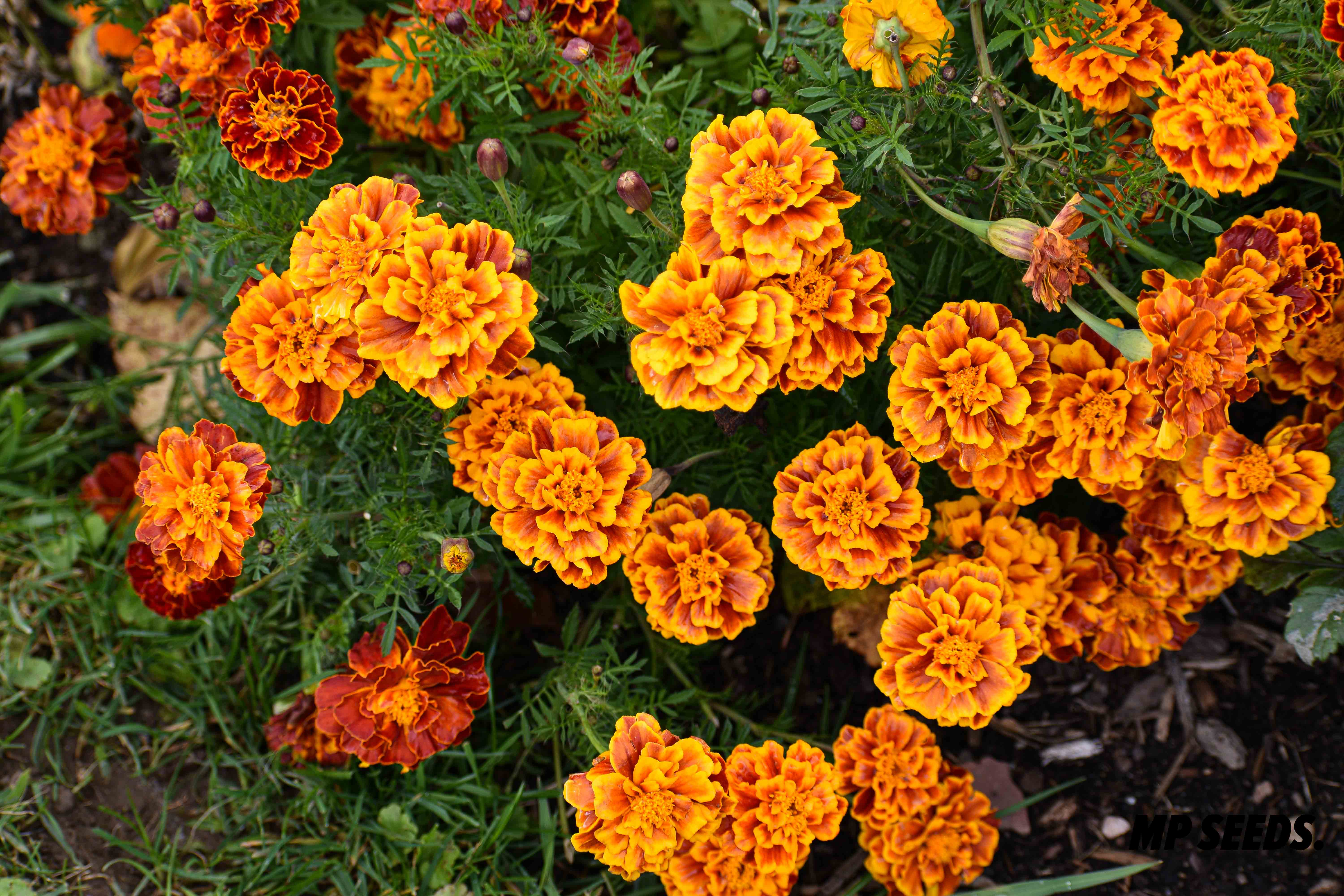 Identifying Edible Flowers & Interesting Facts about them (with